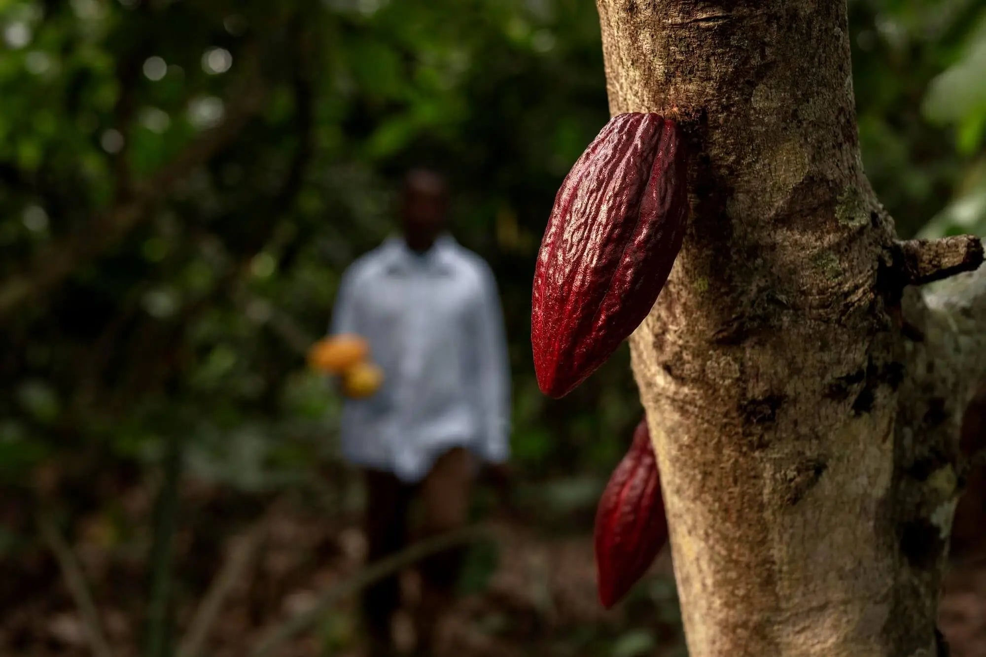 Deep red cacao pod growing on tree in tropical forest, symbolizing the sacred origins of ceremonial cacao