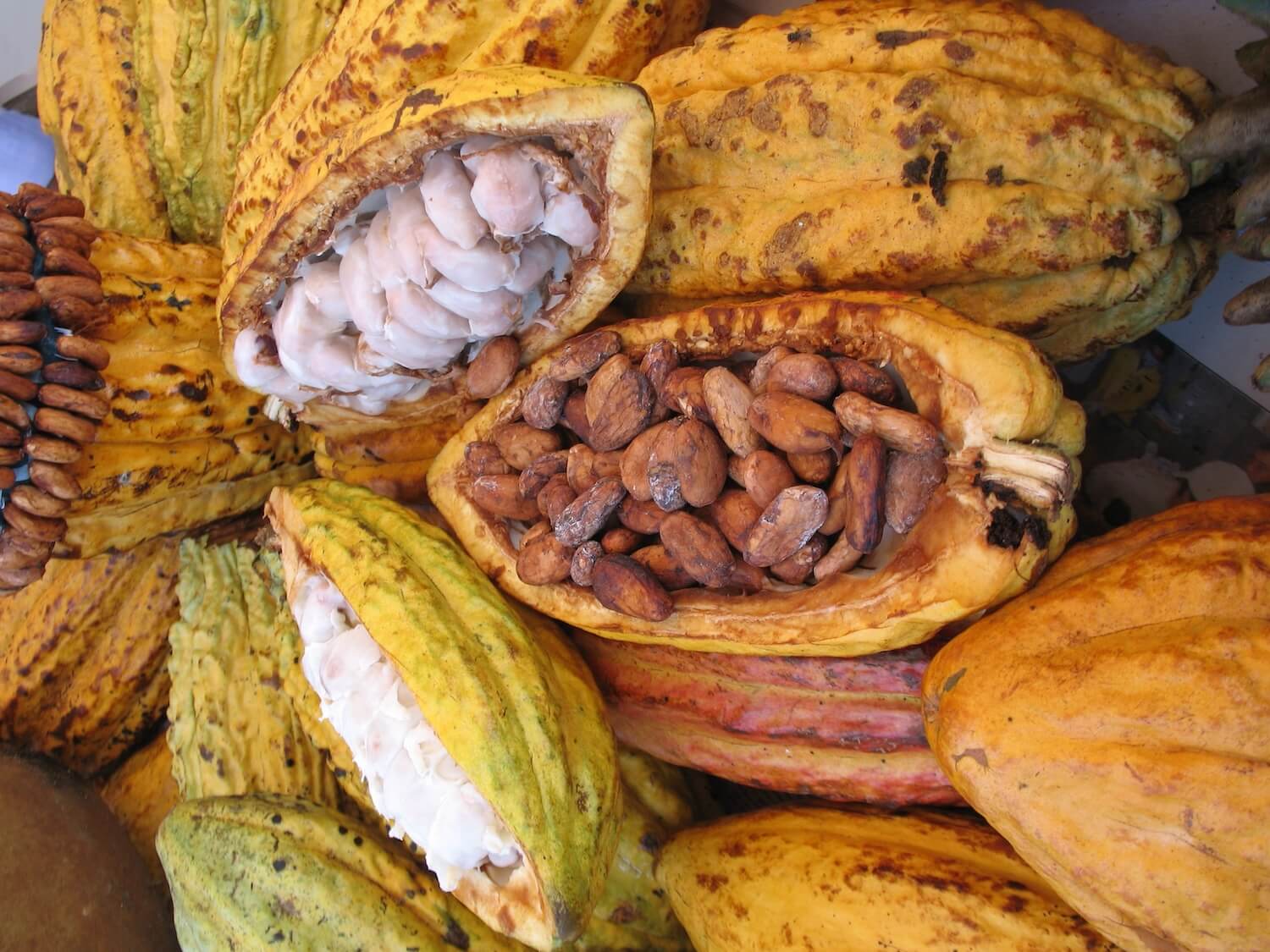 Cacao: the superfood with a soul