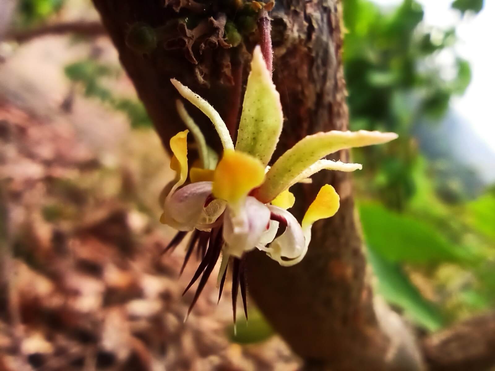 Cacao as ceremony