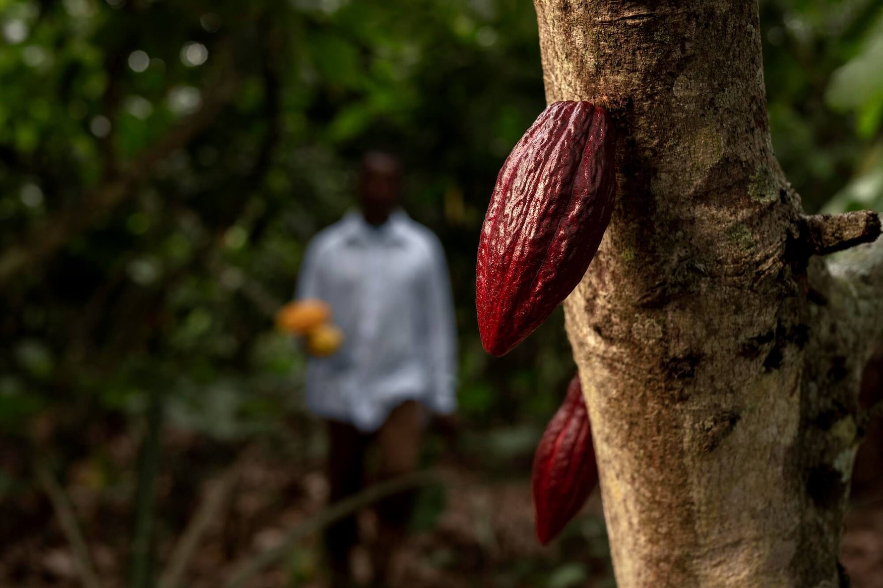 Cacao vs Coffee: Which Natural Stimulant Wins for Focus and Energy?