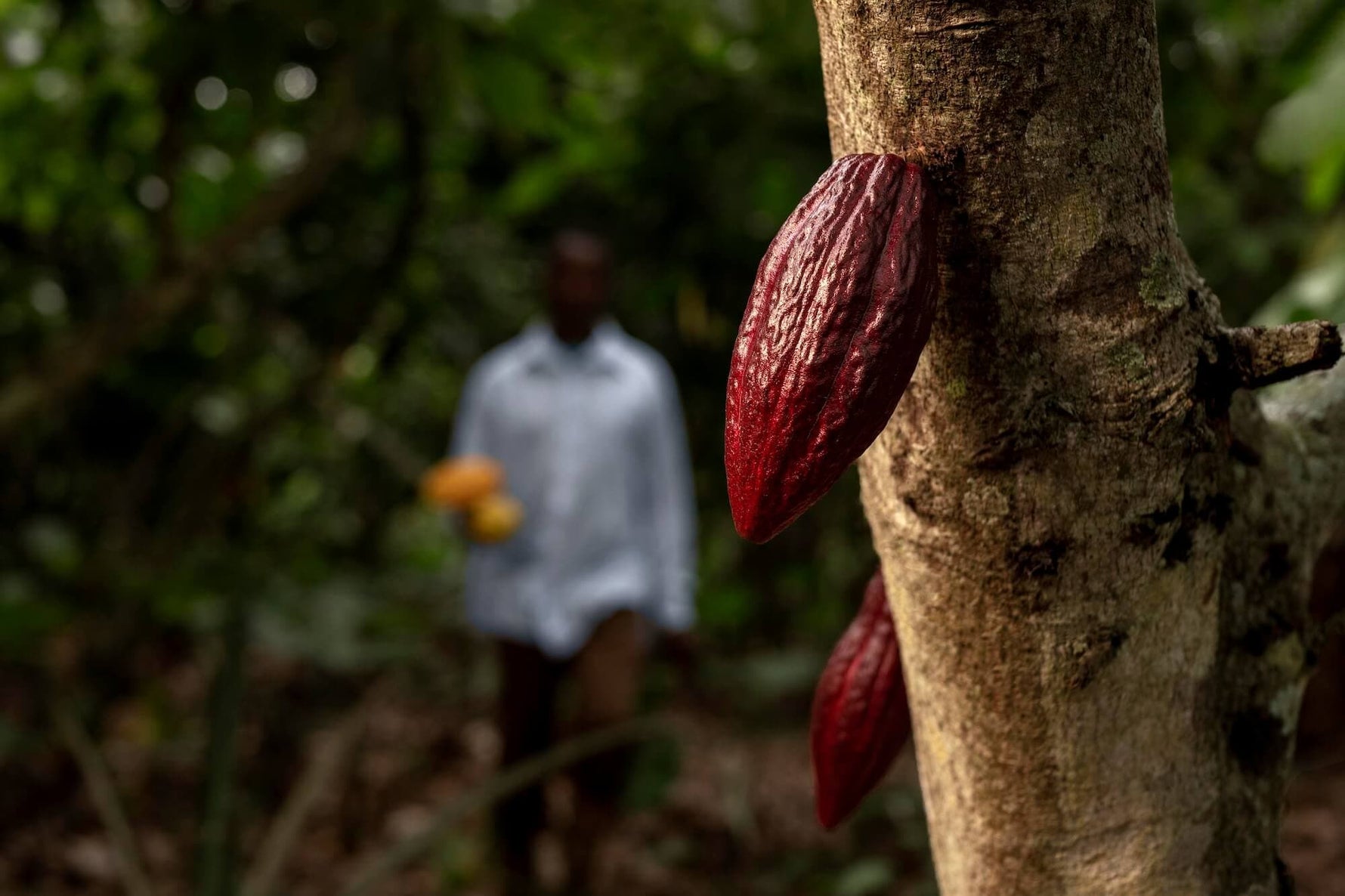 The forgotten story of cacao: From sacred Inca ritual to modern chocolate