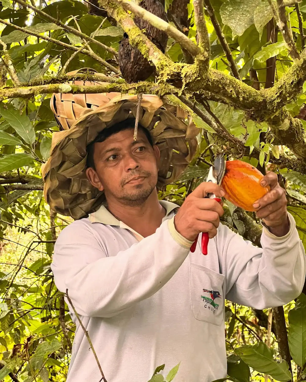 Cacao farmer harvesting a ripe cacao pod by hand in the Ecuadorian rainforest