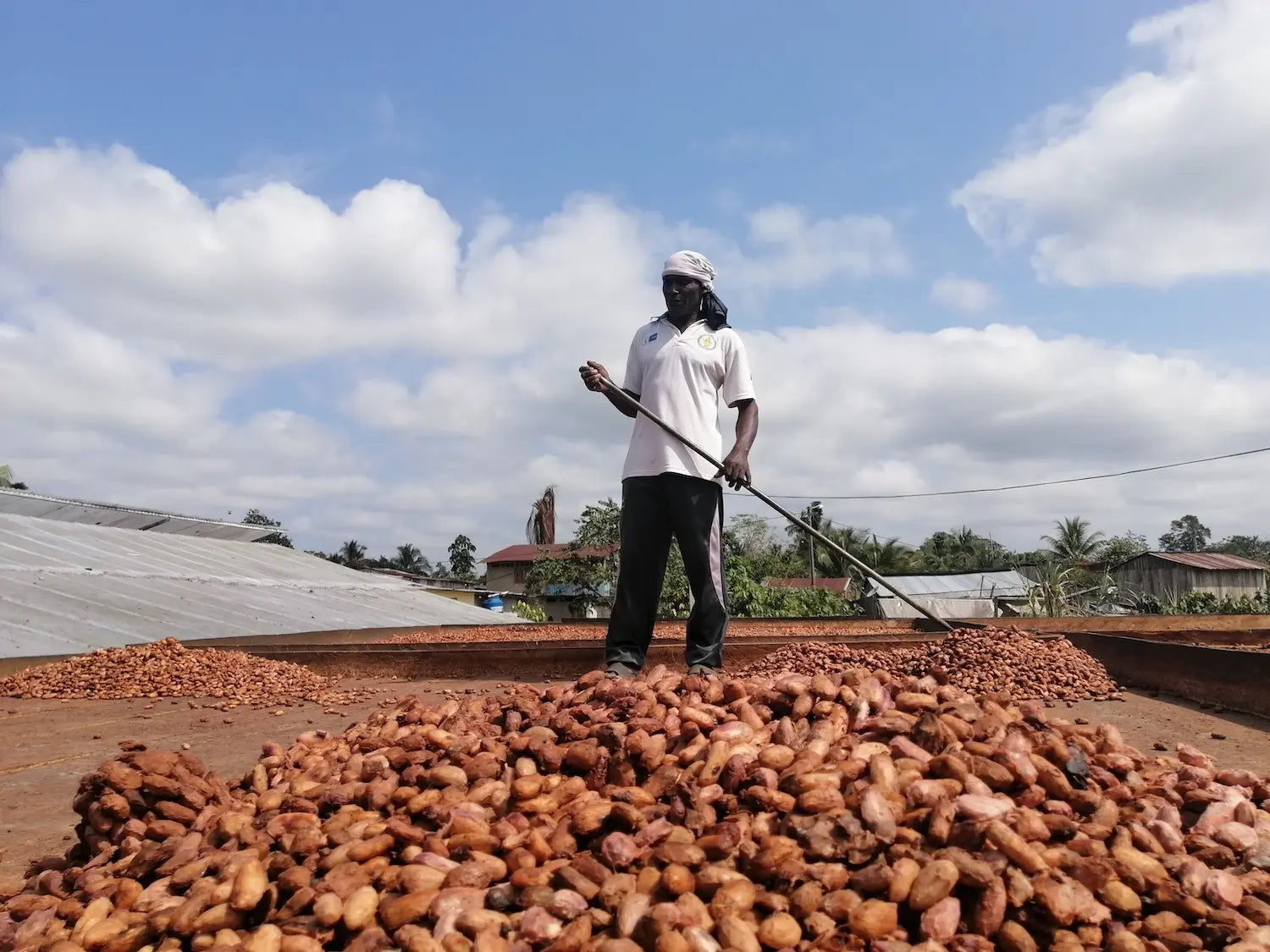Cacao farmer sun-drying fermented beans on a large platform in a rural village setting