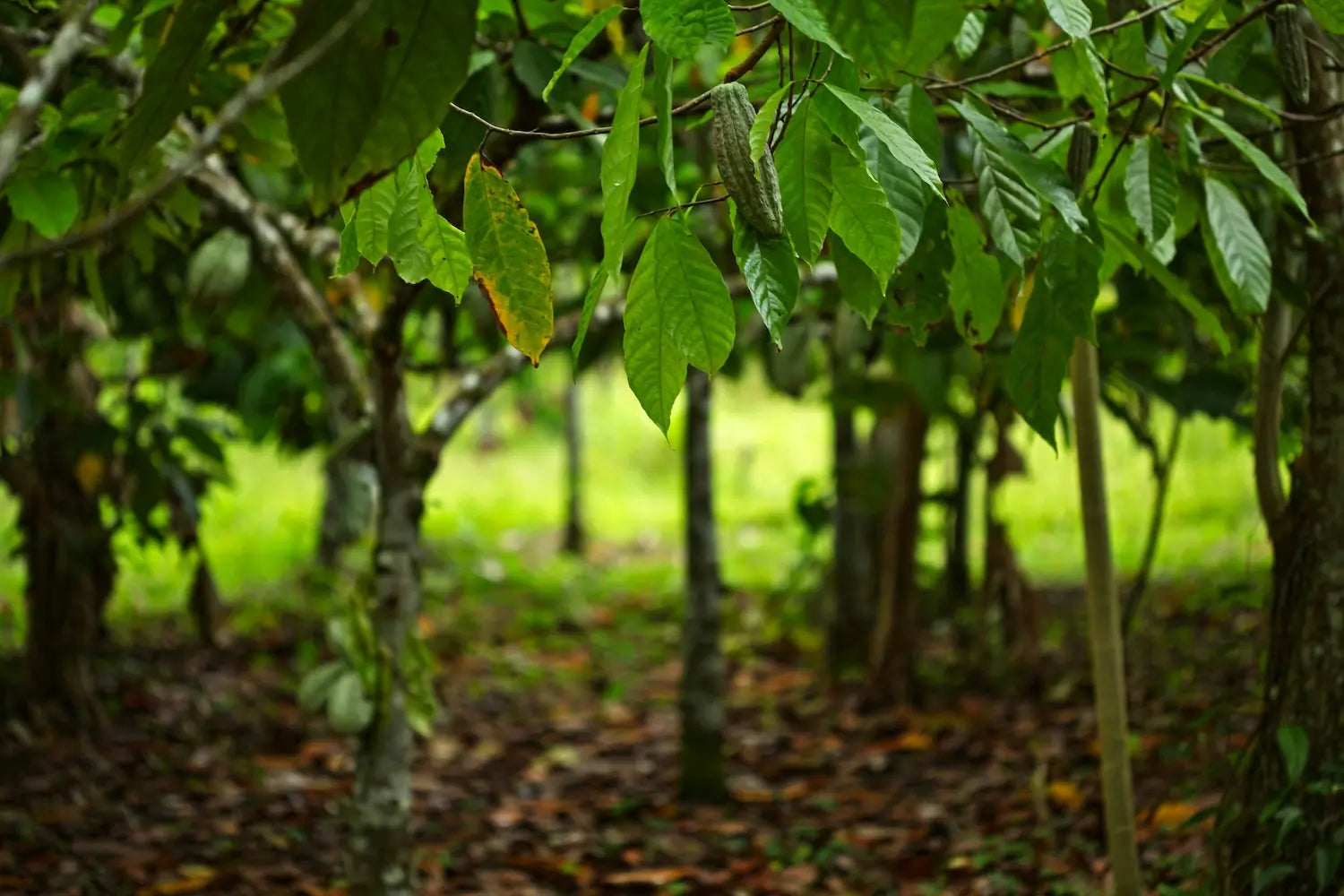 Video thumbnail showing traditional cacao harvest and spiritual rituals in Ecuador