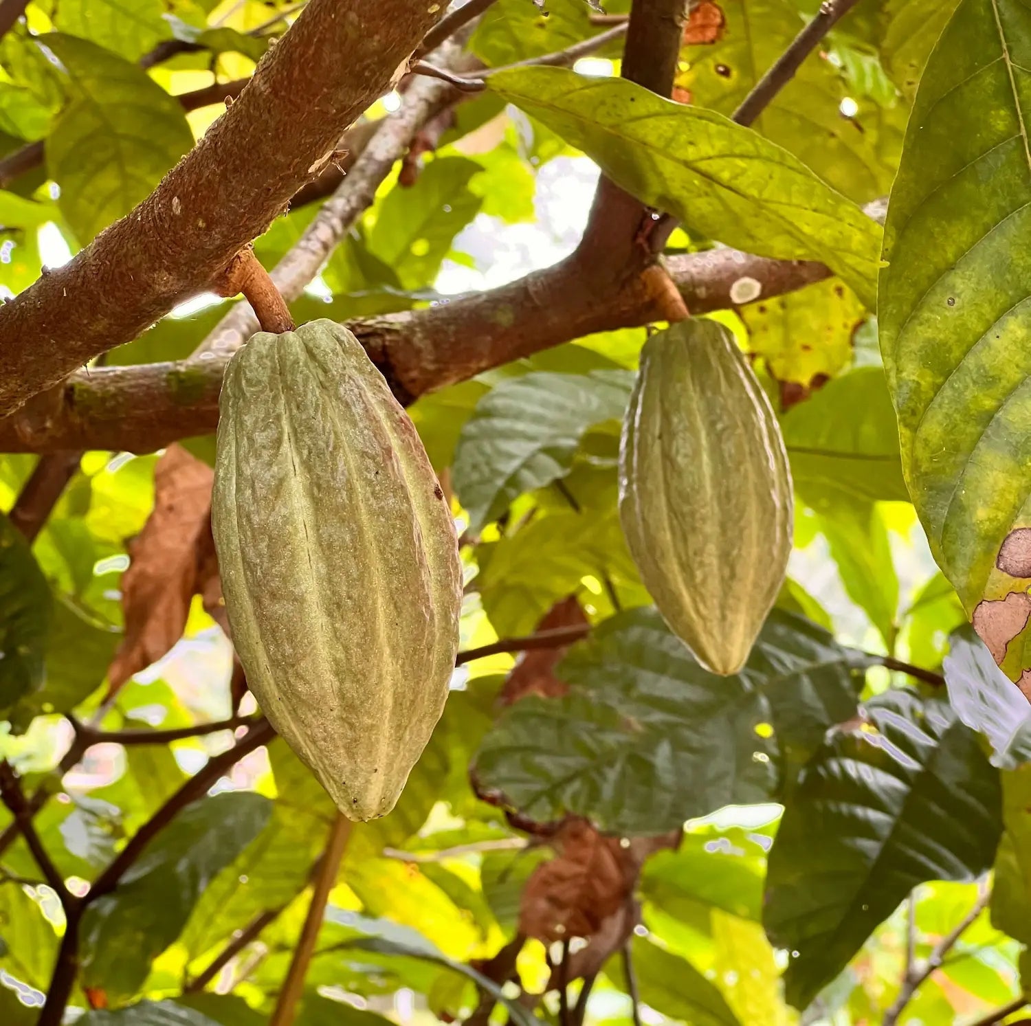 Cacao pods growing on a tree in Ecuadorian rainforest