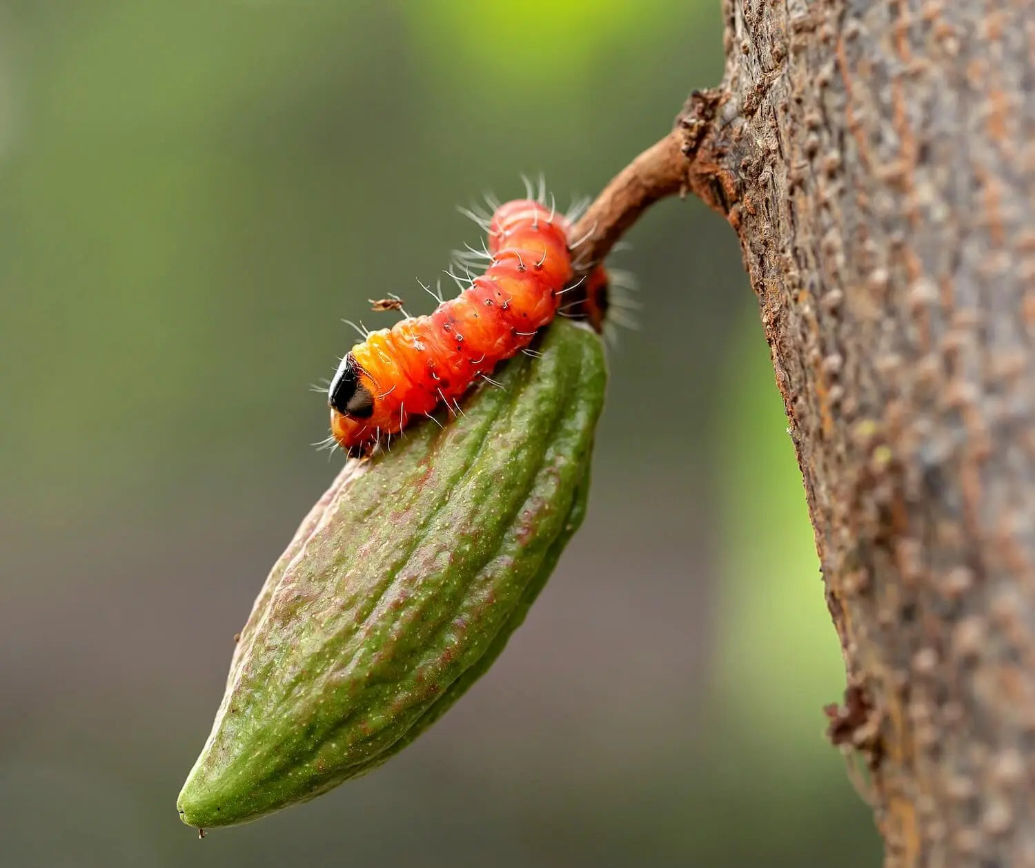 Bright orange caterpillar crawling on a young cacao pod growing on a tree trunk in a tropical ecosystem