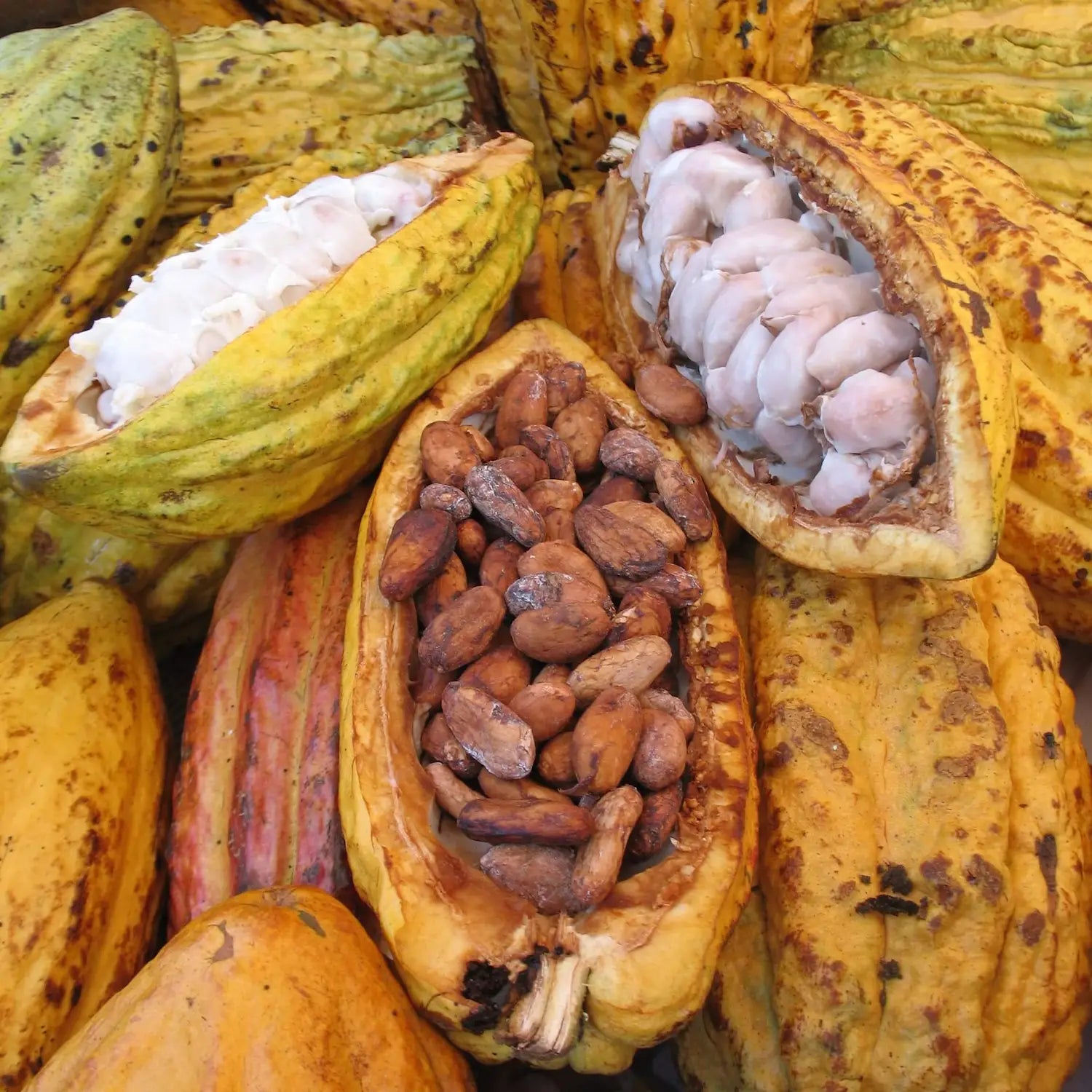 Opened cacao pods displaying raw and fermented beans used in chocolate making