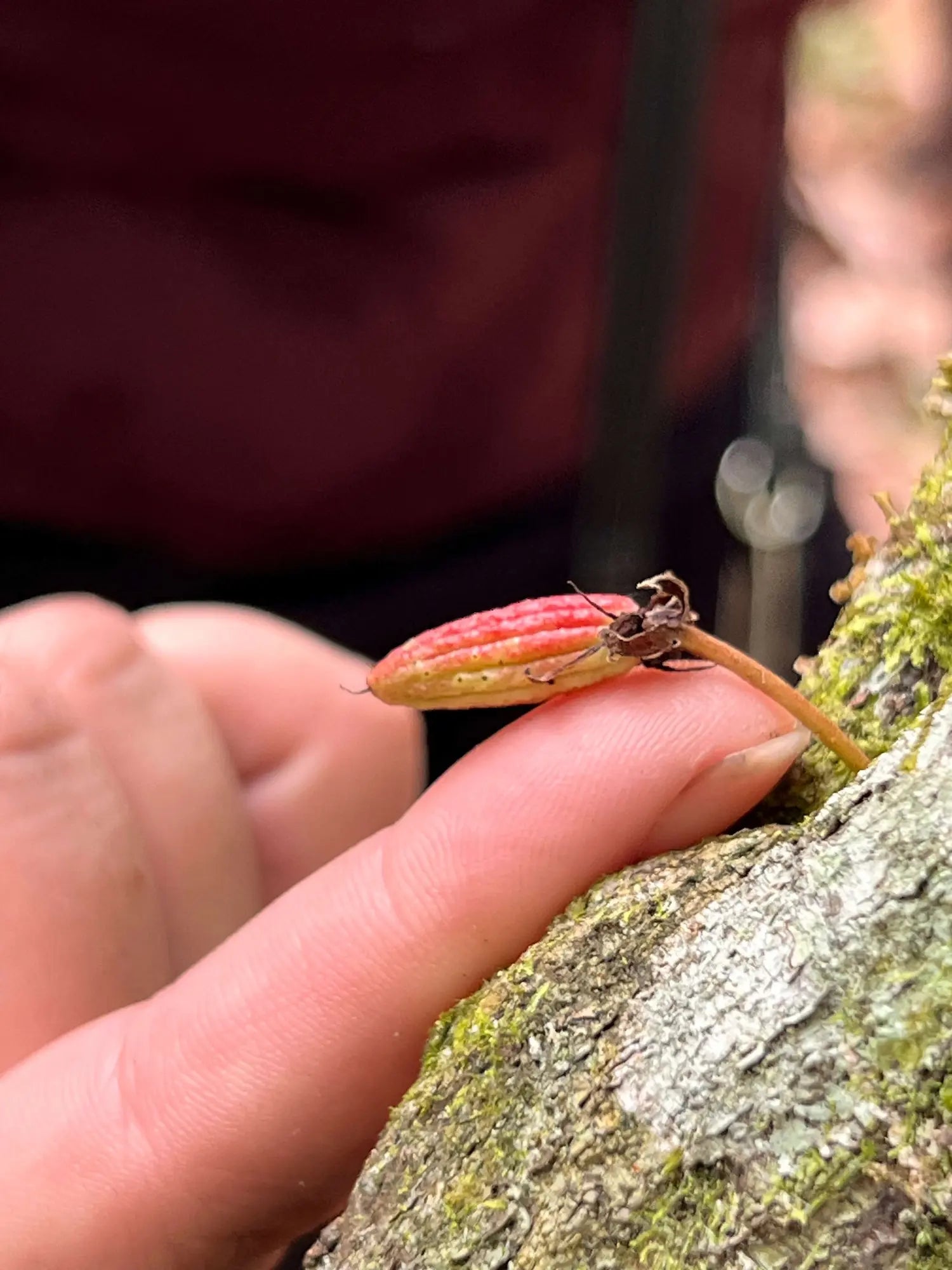 Close-up of a tiny cacao pod in its early growth stage resting on a person’s fingertip in the Ecuadorian rainforest